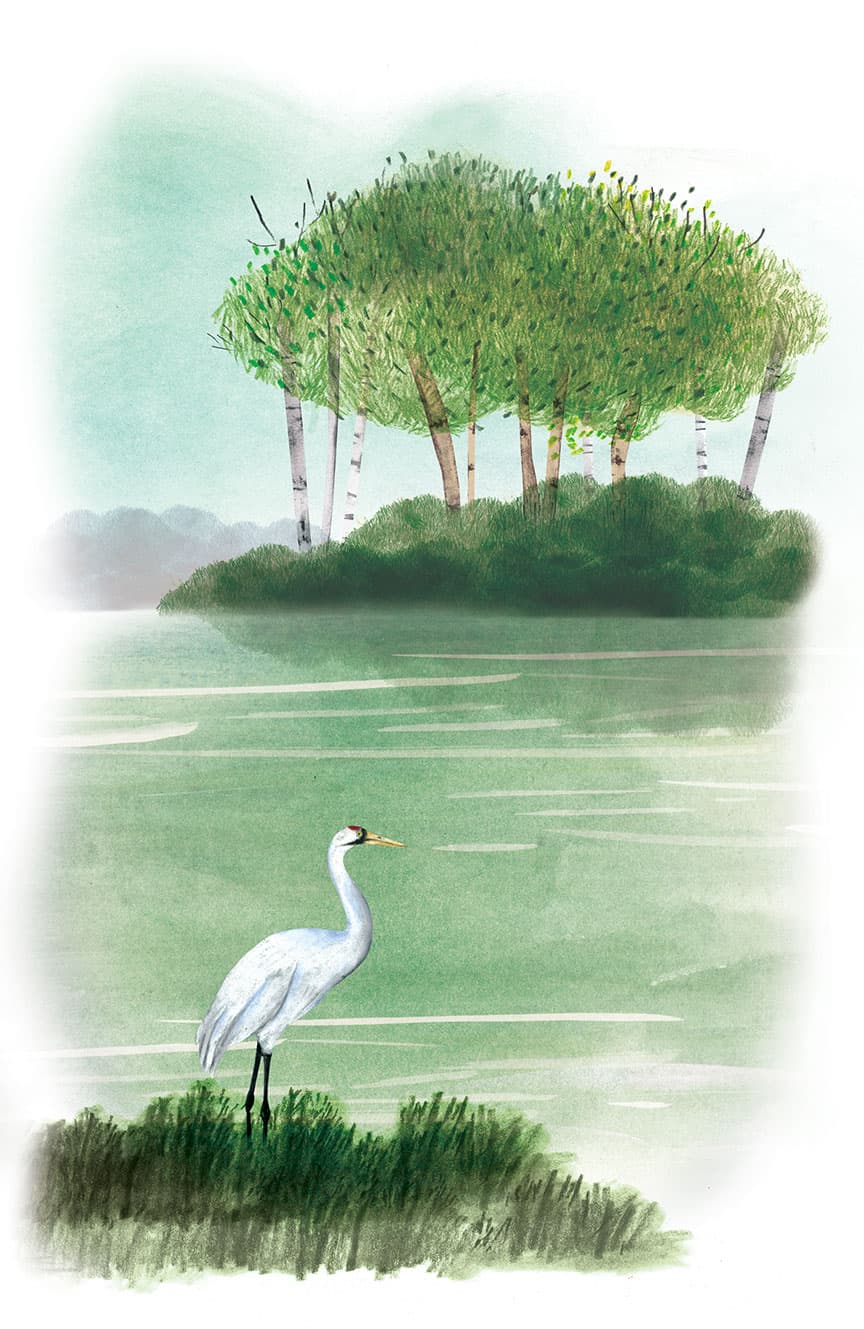 The Boreal Forest, illustration by Josée Bisaillon (6)